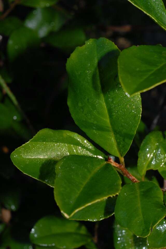 Image of Large-fruited embelia