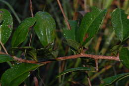 Image of Large-fruited embelia