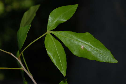 Image de Searsia natalensis (Bernh. ex Krauss) F. A. Barkley