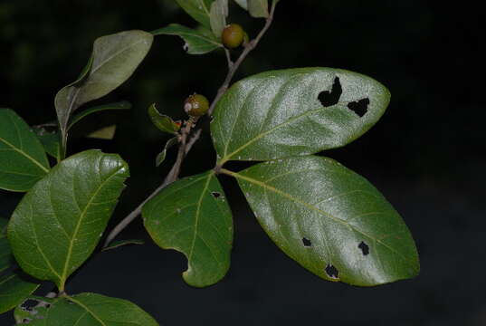 Image of Bushveld grape