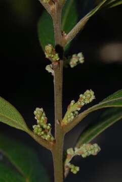 Sivun Euclea natalensis subsp. obovata F. White kuva