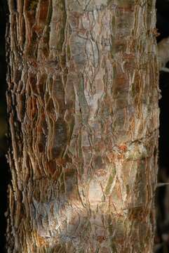 Image of Coastal corkwood