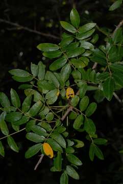 Image of Coastal corkwood