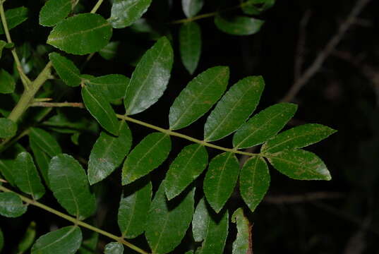 Image of Coastal corkwood