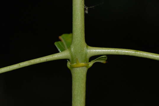 Image of Climbing butterspoon