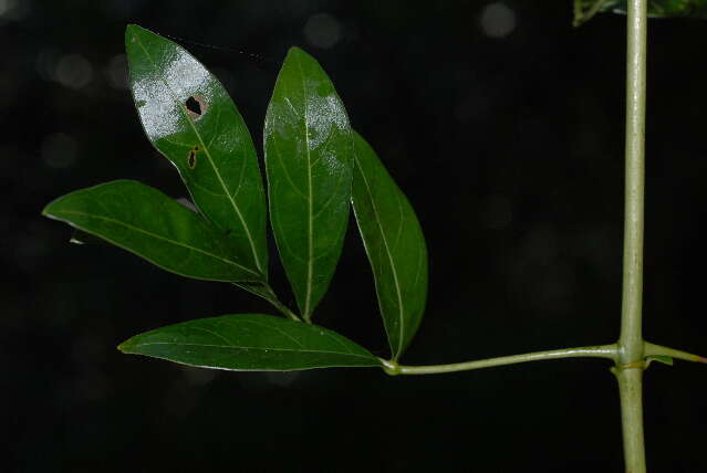 Image of Climbing butterspoon