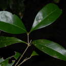 Image of Olea capensis subsp. macrocarpa (C. H. Wright) I. Verd.