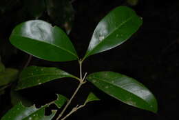 Image de Olea capensis subsp. macrocarpa (C. H. Wright) I. Verd.
