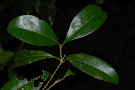 Plancia ëd Olea capensis subsp. macrocarpa (C. H. Wright) I. Verd.