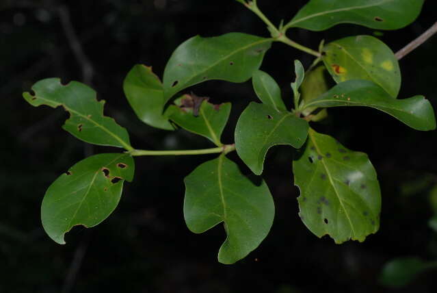 Image of False porcupine bush