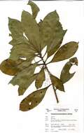 Sivun Synsepalum brevipes (Baker) T. D. Penn. kuva