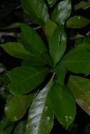 Sivun Synsepalum brevipes (Baker) T. D. Penn. kuva