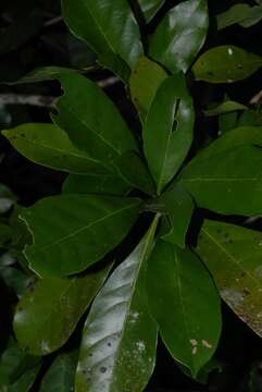 Image of Stem-fruit miraculous-berry