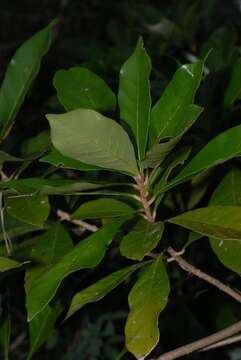 Image of Stem-fruit miraculous-berry