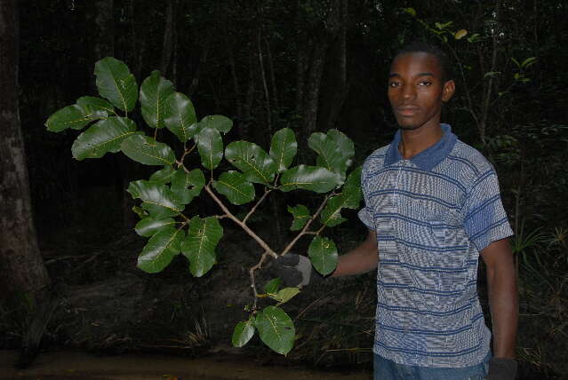 Image of African teak