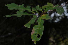 Image of Large hook-berry