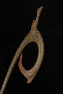 Image of Large hook-berry