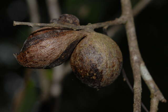 Image of Large hook-berry