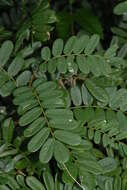 Image of Dalbergia arbutifolia Baker