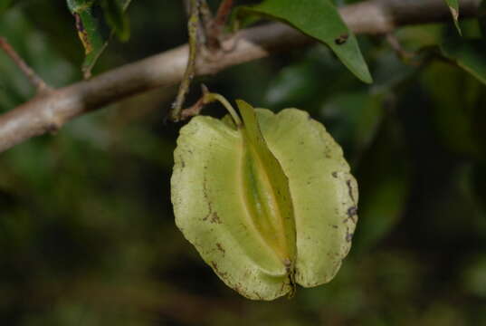 Image de Combretum kirkii Laws.