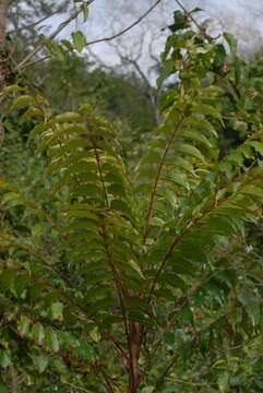 Image of White Seringa