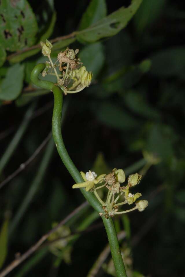 Image of Asclepiadaceae