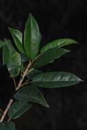 Image of Ficus tremula Warb.