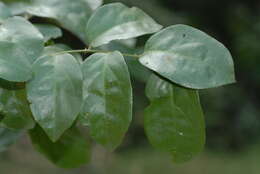 Image de Capparis sepiaria var. subglabra (Oliv.) De Wolf