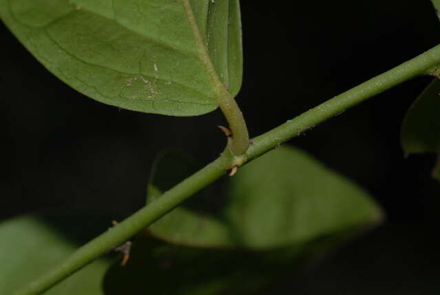 Image de Capparis sepiaria var. subglabra (Oliv.) De Wolf