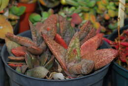 Image of Gasteria glauca van Jaarsv.