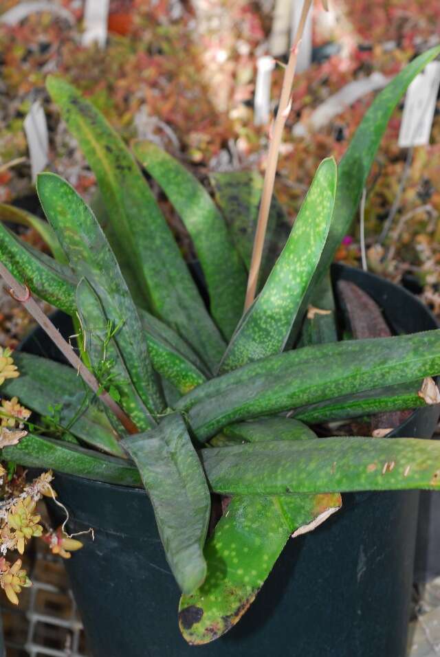 Image of Gasteria croucheri (Hook. fil.) Baker