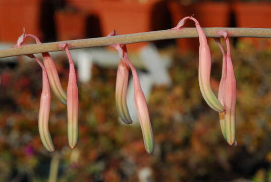 Image of Gasteria croucheri (Hook. fil.) Baker