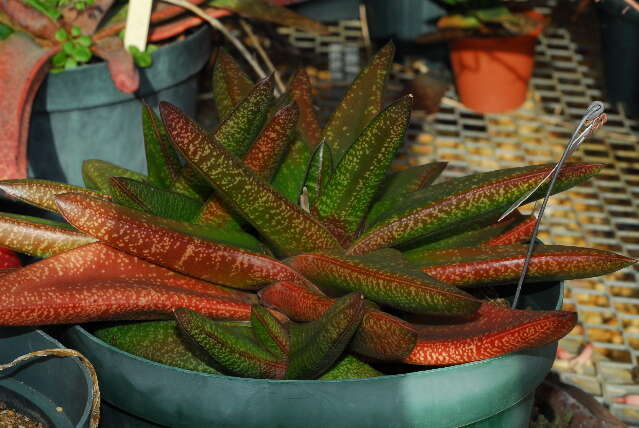 Image of Gasteria tukhelensis van Jaarsv.