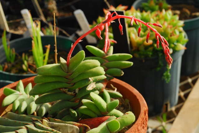 Слика од Gasteria rawlinsonii Oberm.