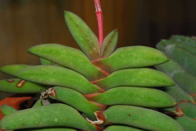 Слика од Gasteria rawlinsonii Oberm.