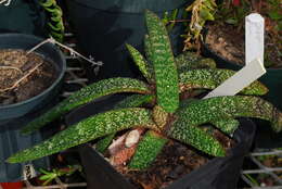 Image of Gasteria batesiana G. D. Rowley