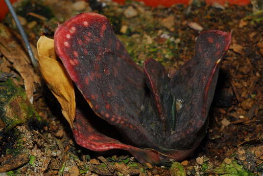 Image of Gasteria disticha (L.) Haw.