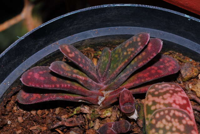 Image of Gasteria pillansii var. ernesti-ruschii (Dinter & Poelln.) van Jaarsv.