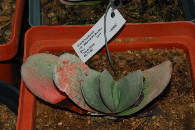 Image of Gasteria