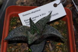 Image of Gasteria ellaphieae van Jaarsv.