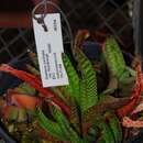 Image of Gasteria carinata var. thunbergii (N. E. Br.) van Jaarsv.