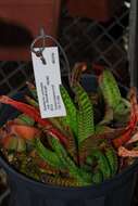 Image of Gasteria carinata var. thunbergii (N. E. Br.) van Jaarsv.