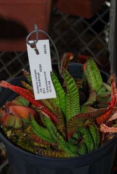 Image of Gasteria carinata var. thunbergii (N. E. Br.) van Jaarsv.