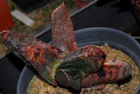 Image of Gasteria polita van Jaarsv.