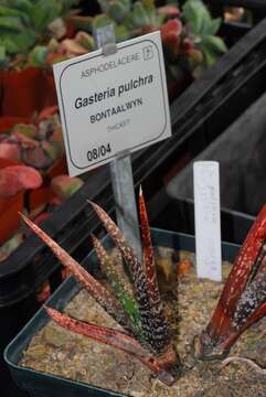 Image of Gasteria pulchra (Aiton) Haw.