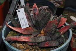 Image of Gasteria acinacifolia (J. Jacq.) Haw.