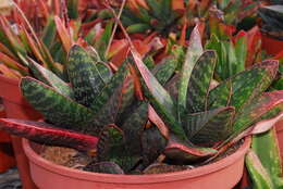 Image of Gasteria croucheri (Hook. fil.) Baker