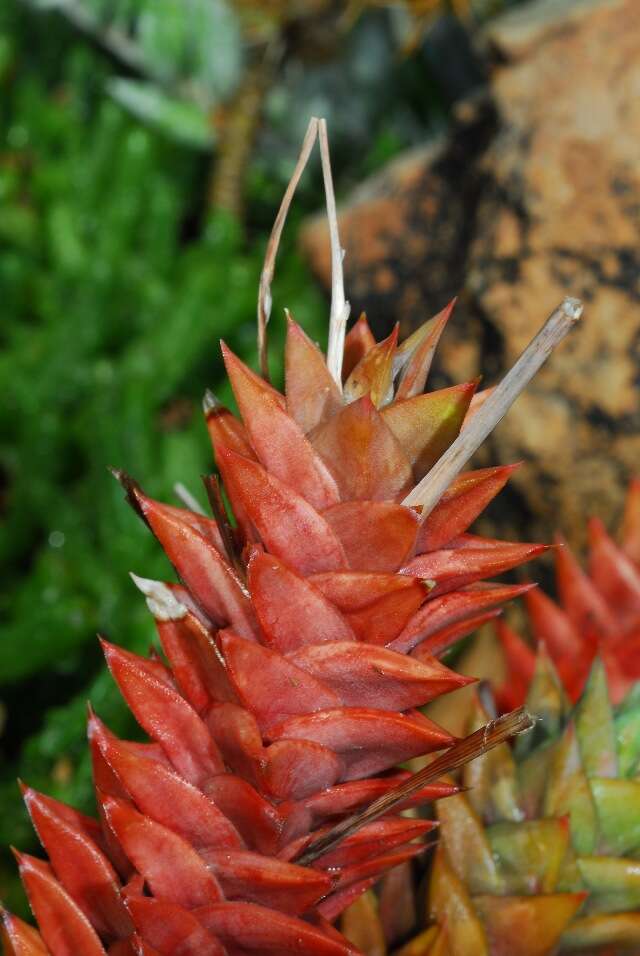 Image of Astroloba rubriflora (L. Bolus) Gideon F. Sm. & J. C. Manning