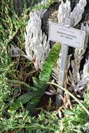 Image of Gasteria carinata var. retusa van Jaarsv.