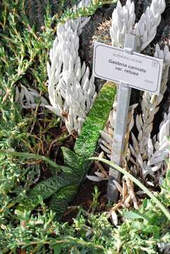 Image of Gasteria carinata var. retusa van Jaarsv.